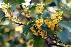 今秋成都为何还没闻到桂花香？专家：天太热，桂花树“休眠”了图片