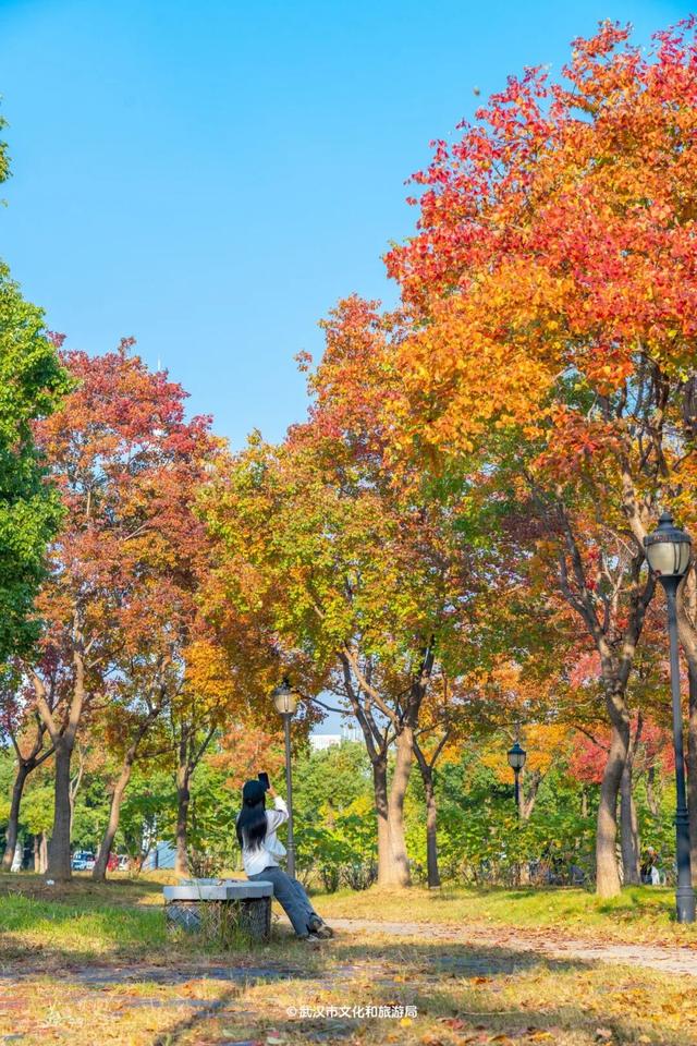 实况！武汉彩叶季来了，这些地方最出片