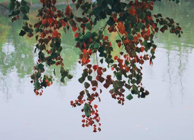 晚潮｜风吹乌桕