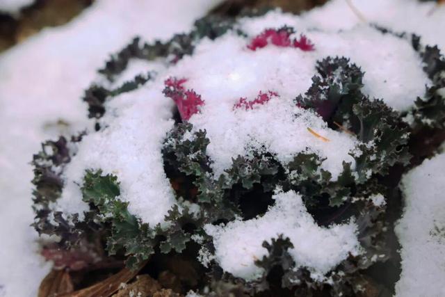 威海的冬日浪漫，从一场雪开始