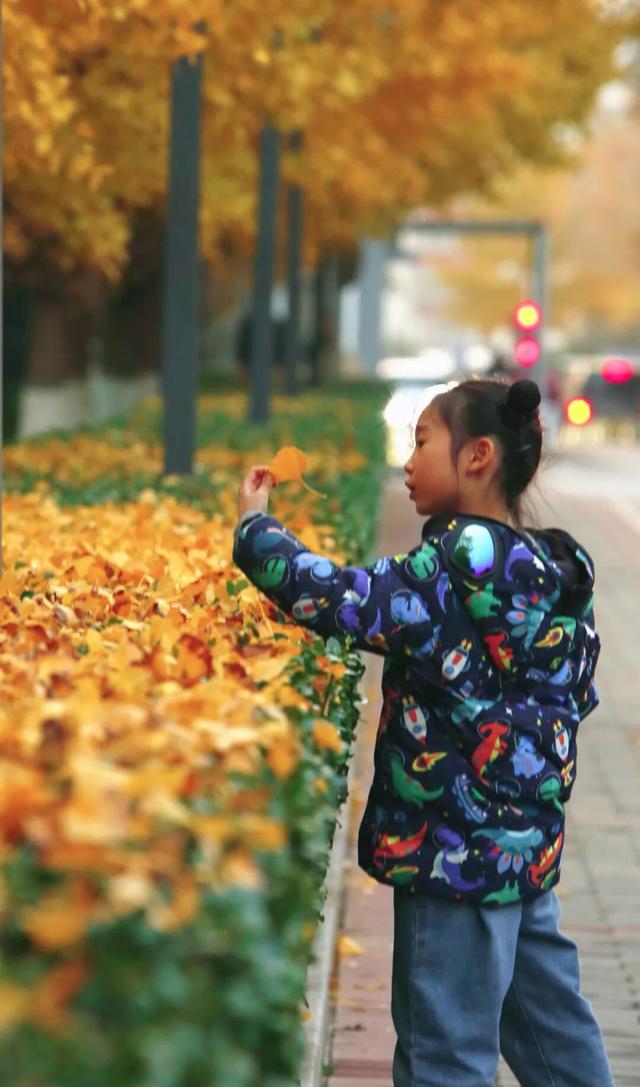 “隐藏款”北京秋景,就在中国气象局大院!