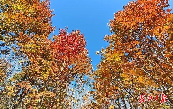 深秋红枫现美景，校园变成“调色盘”