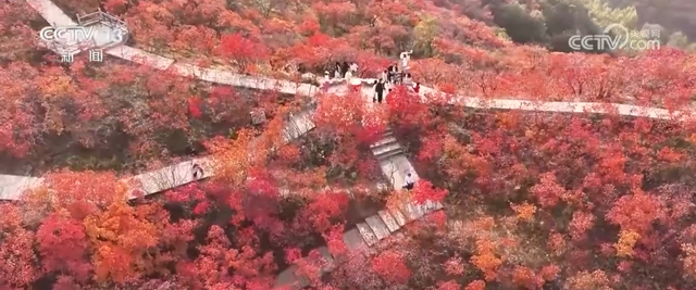 “斑斓秋色+新潮玩法”点燃赏秋游新热力 文旅新消费活力十足