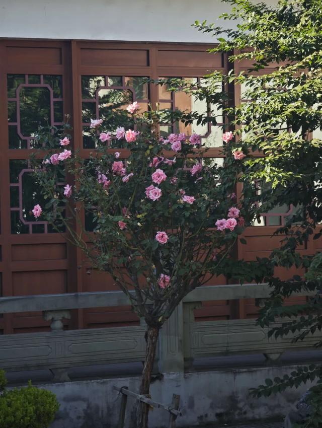 一键收藏！向化镇邀您打卡限定版秋色