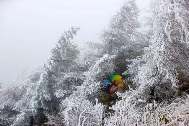 降温降雪 黔江高山地区迎来雾凇美景