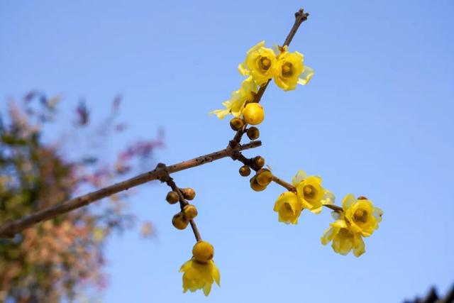 域见上海·域见奉贤｜奉贤170岁古蜡梅迎盛花期，速来打卡！