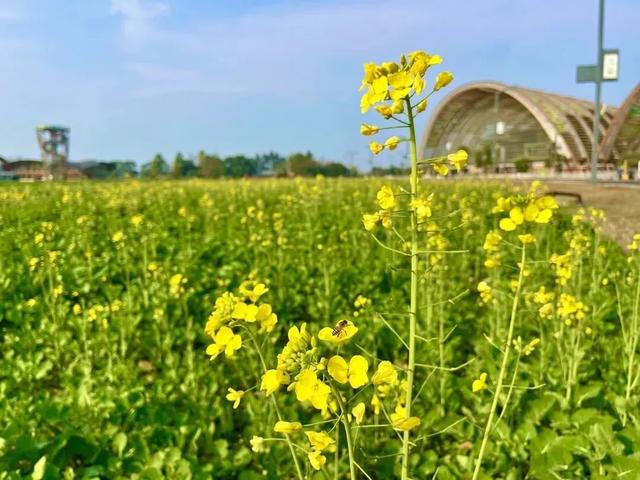 大冬天去赏什么花~油菜花！