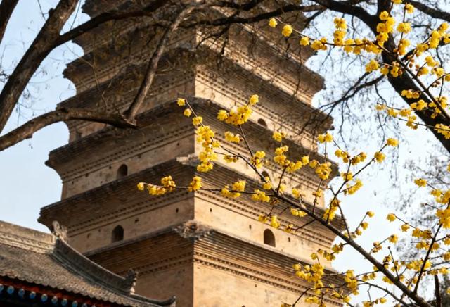 香香香香香!碑林的蜡梅开了!