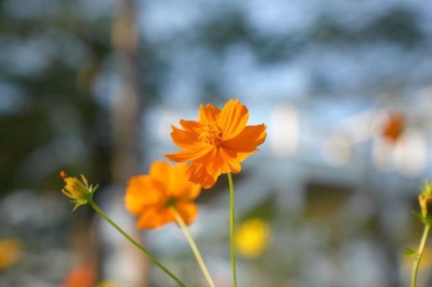 横琴花海长廊骑行攻略来了！轻松打卡“花海赛道”同款浪漫
