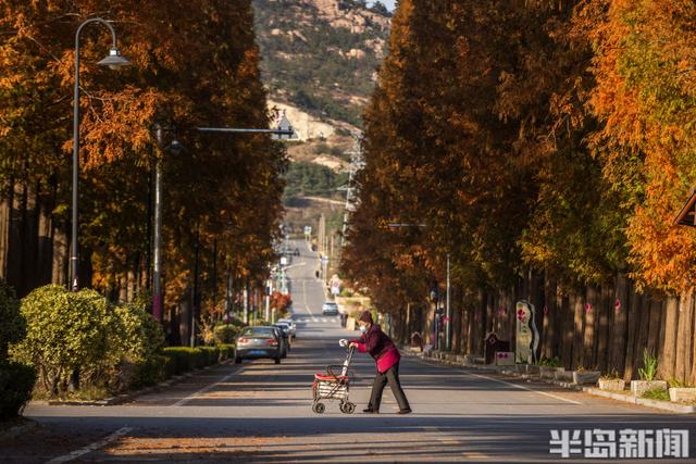 冬游青岛｜这座小村庄里“藏”着一条水杉大道，1978年栽种如今千株傲立！