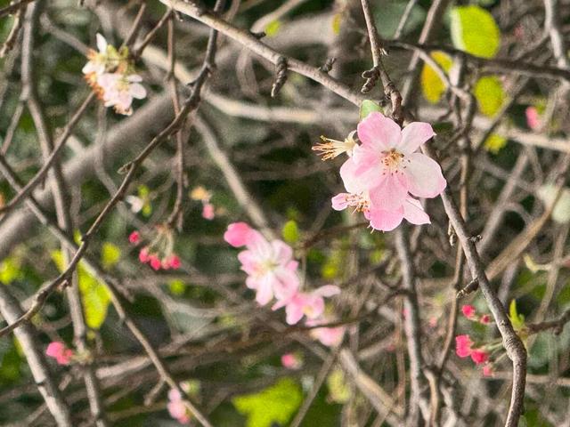 宁波街头银杏黄、枫叶红，海棠开花了！明明是冬天，但又像是春天，到底是谁在错乱？