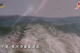 乡味丨看乌海葡萄如何走好“甜蜜路”图片