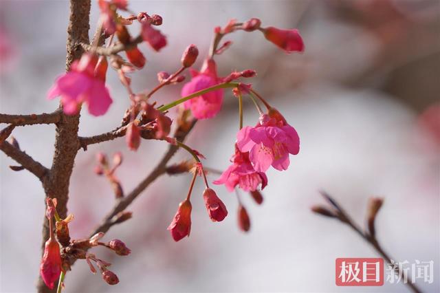 武汉龟山公园早樱“抢跑”成功 冬日限定浪漫拉满