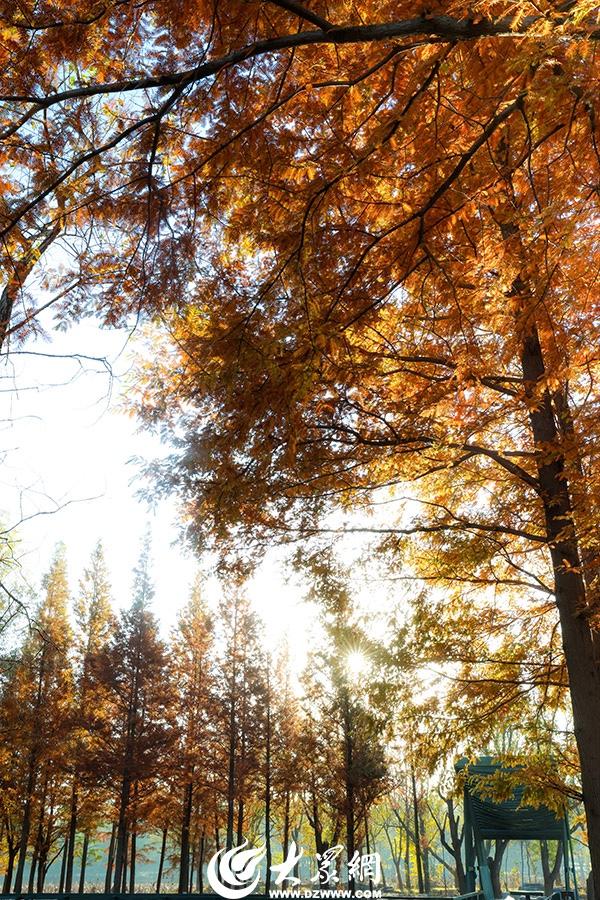 四季予你丨流动的油画！鱼鸟河水杉林上演“渐变魔法”