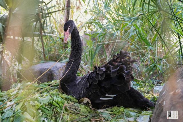 读城｜鹅鹅鹅！福州公园“顶流家族”又将"添丁"……