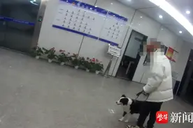 边牧偷偷“打开”院子门，上街遛弯结果进了派出所图片