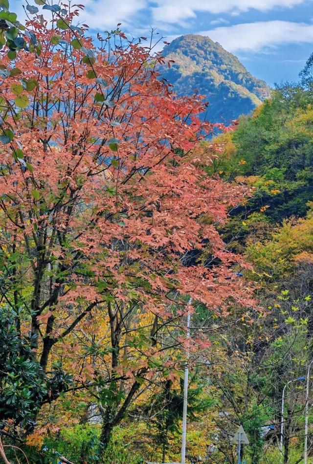 重庆秋色“天花板”火了！最快1小时飚拢！