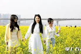 组图|湘江河畔油菜花开图片