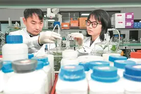 安农大团队揭示茶树“抱团取暖”抗寒机制图片