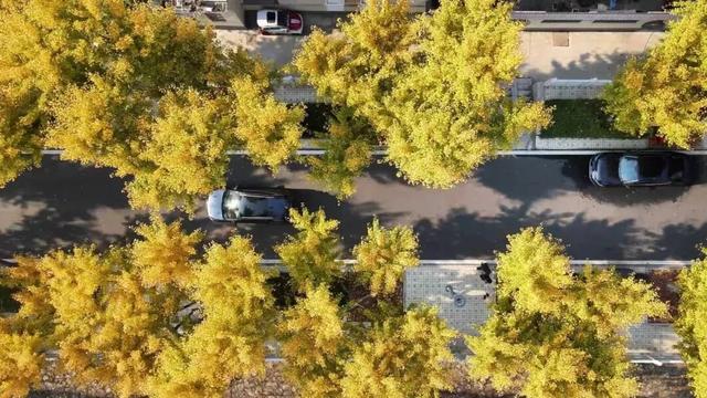 错过等一年！扬州这些银杏观赏点位已进入最佳观赏期→