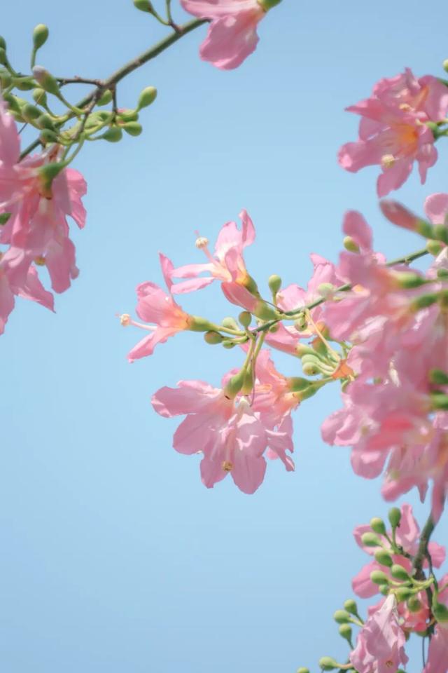 闽侯异木棉全盛登场！是谁的大学这么浪漫呀？