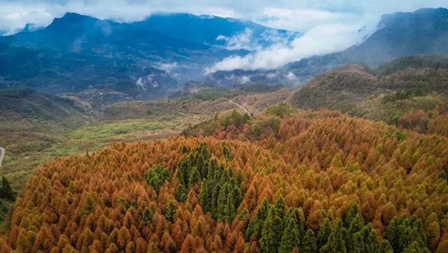 重庆秋色“天花板”火了！最快1小时飚拢！