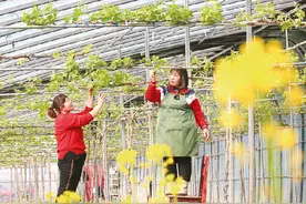 邹平：万象“耕”新 奏响春耕春管“交响曲”图片