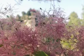 羡慕！多所高校宣布放春假！山东高校快来！图片