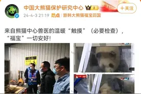 “福宝”疑似被戳引发中韩网友不满，最新回应来了图片