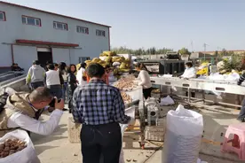 新疆泽普：打造“金凤泽普”区域品牌 助推优质农产品走向世界图片