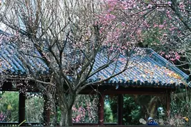 注意！南宁青秀山风景区除夕、初一全天限车入园图片