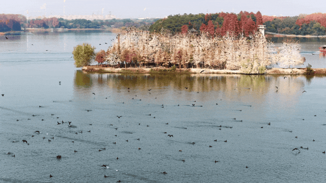 东湖冬日必打卡！观「雪」景、赏秋色、追落日！