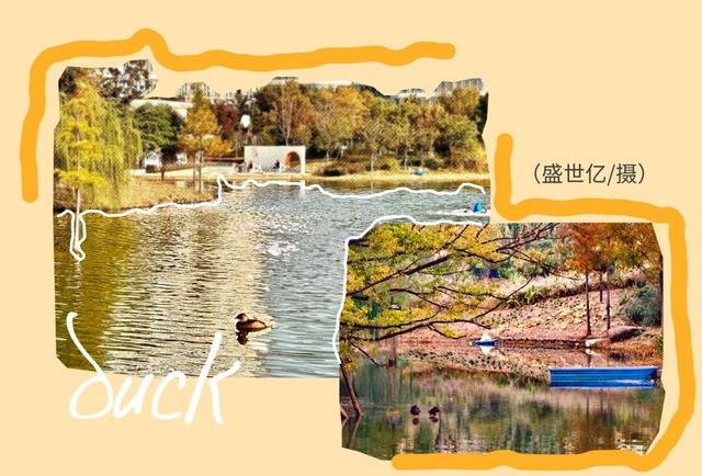 闵行的晚秋，太温柔