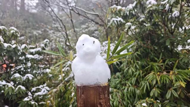 真的下雪啦！瓦屋山初雪突降！彩林+初雪的绝美同框，免门票就能看见！