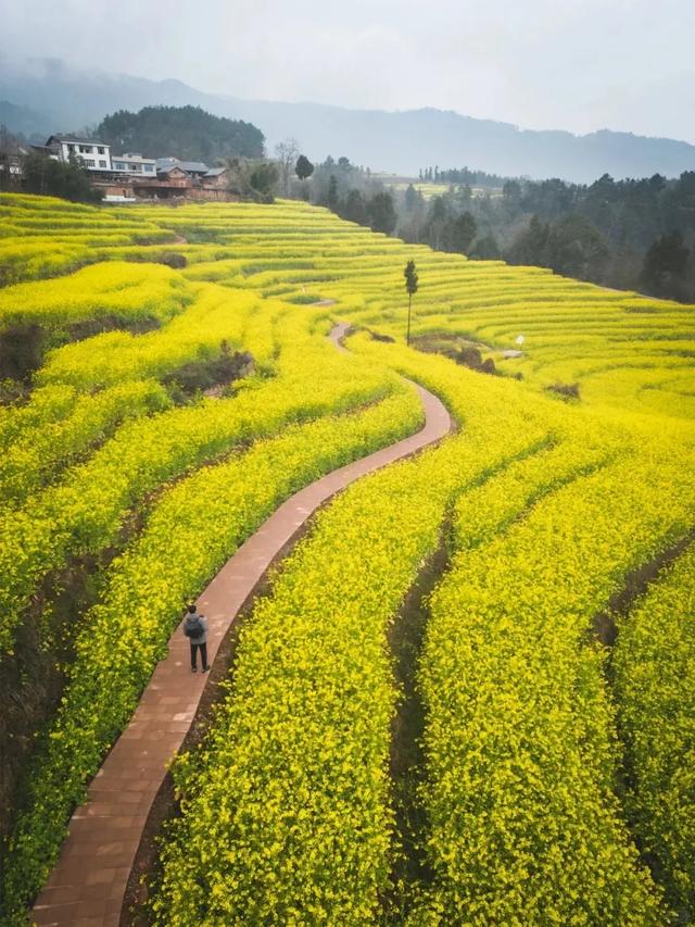 大冬天去赏什么花~油菜花！