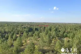 榆林市大力发展樟子松良种基地建设 森林覆盖率已增加到36%图片