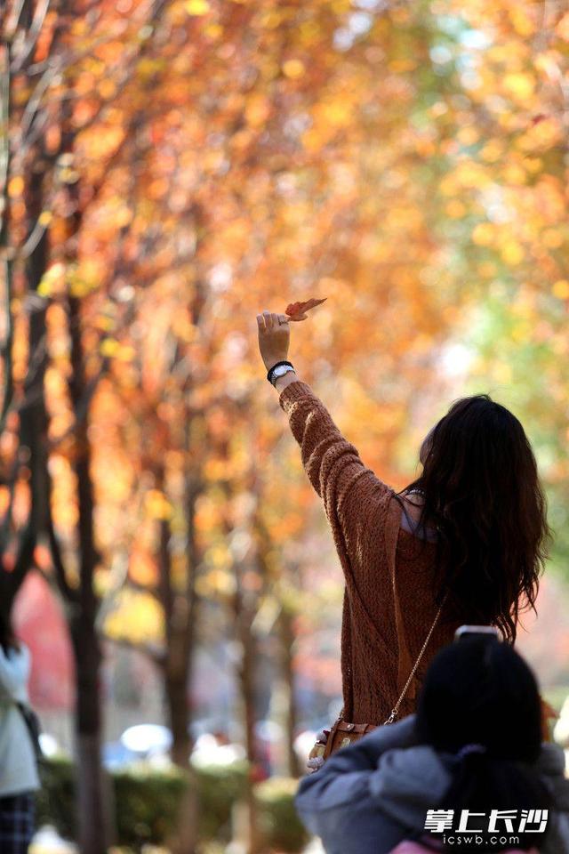 枫叶红了，湖南农大红枫大道成打网红打卡地｜组图