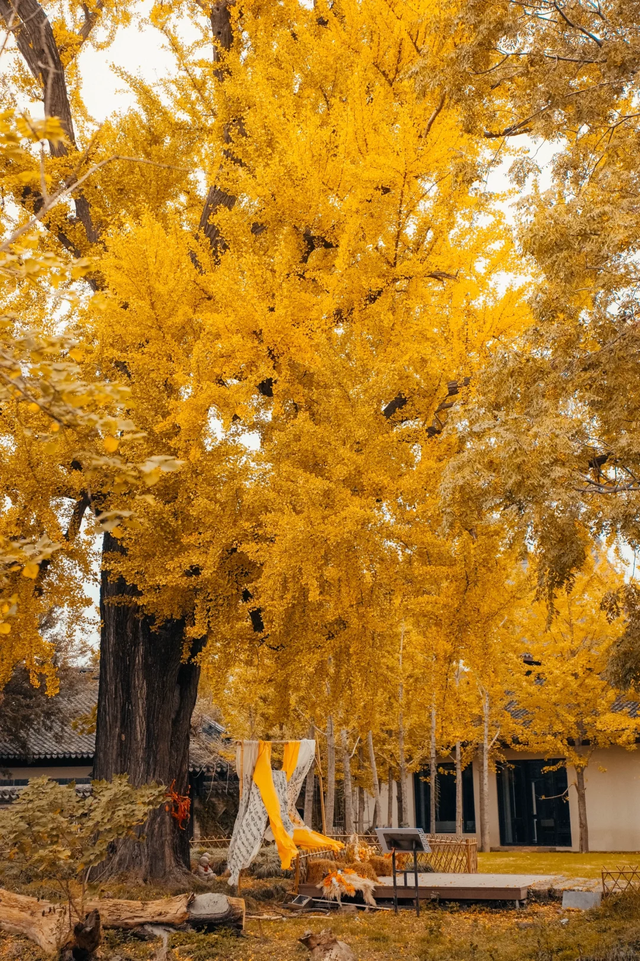 咔嚓~接下来的南湖，金灿灿！