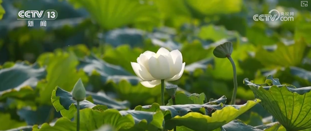 “凉爽+产业”拉动消费“花”样翻新，“荷”你相遇让老产业焕发新活力