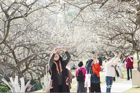 又香又白，花期9天！广州萝岗十里梅林盛放，错过要等一年图片