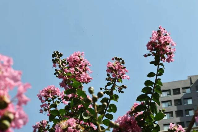 西安因你而美 | 夏日独占芳菲 紫薇花开正艳