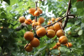 滨州邹平市黄山街道：大棚水杏长势旺 争“鲜”上市助增收图片