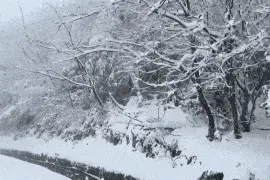 冷空气“刹拢”！重庆多地迎来2025年首场降雪图片