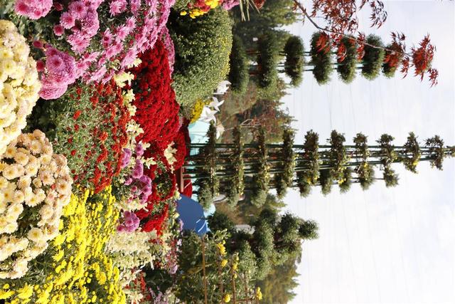 金秋菊展亮相武汉站，数万株菊花打造“大学之城”人文画卷