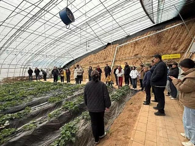 科技助力乡村振兴｜峰台村科技小院观摩活动赋能赋智基层农技人员