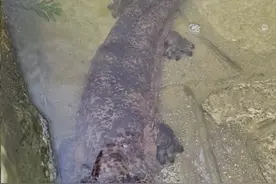 体形60厘米，重达四五斤！娃娃鱼野外频现，自然生还是人放生？图片