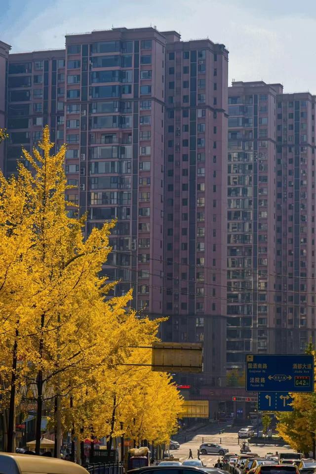 【天眼图片】仁怀冬日限定美景上线 满城银杏披“金衣”