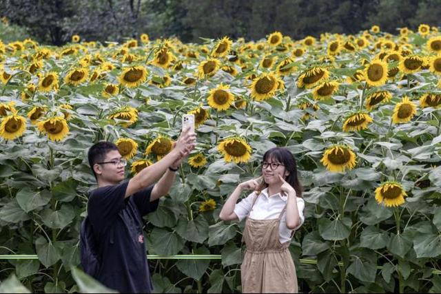 北京奥森向日葵花海引客来