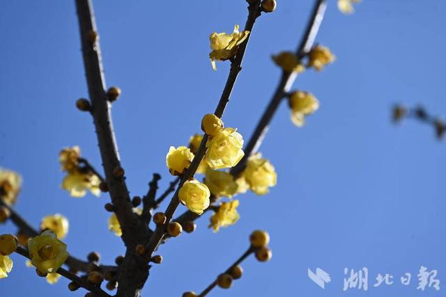 郧阳沧浪山野生蜡梅花正艳