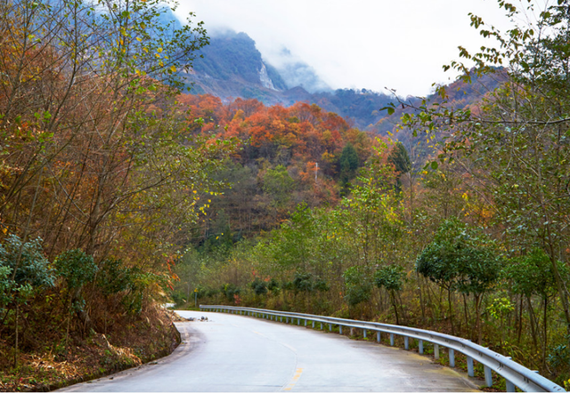 青睐绵阳 ‖ 云端公路 层林尽染！初冬驾游平武药丛山，限定版的视觉盛宴~